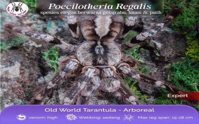 POECILOTHERIA REGALIS / HIMALAYAN EARTH TIGER TARANTULA / INDIAN ORNAMENTAL TARANTULA / TARANTULA HIAS INDIA - SLING